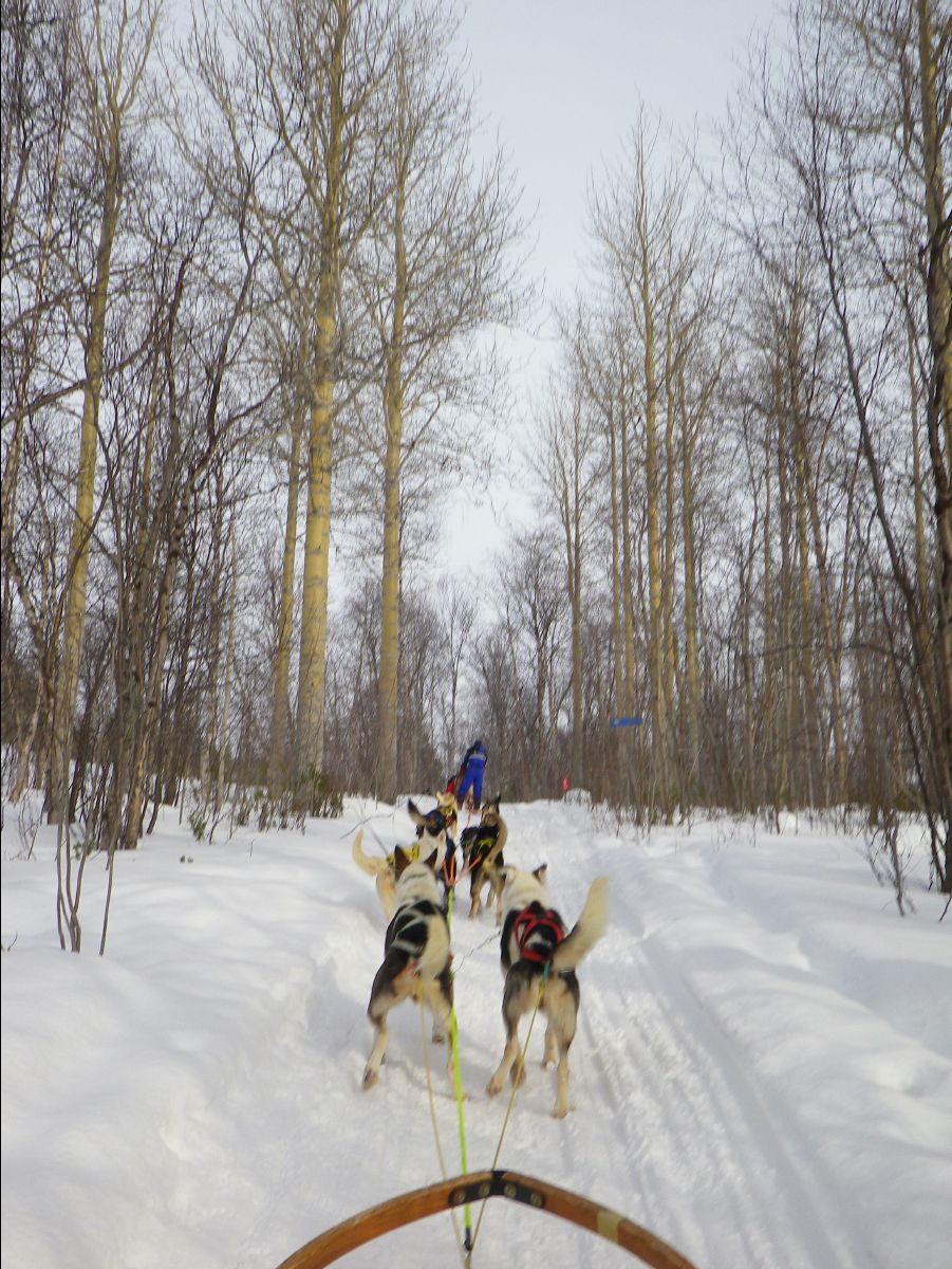 Dogs sledge49